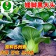 Black leaves, short-footed Suzhou green seeds, black big-headed greens, cold-resistant green stems, small rapeseed, black rapeseeds, vegetable seeds