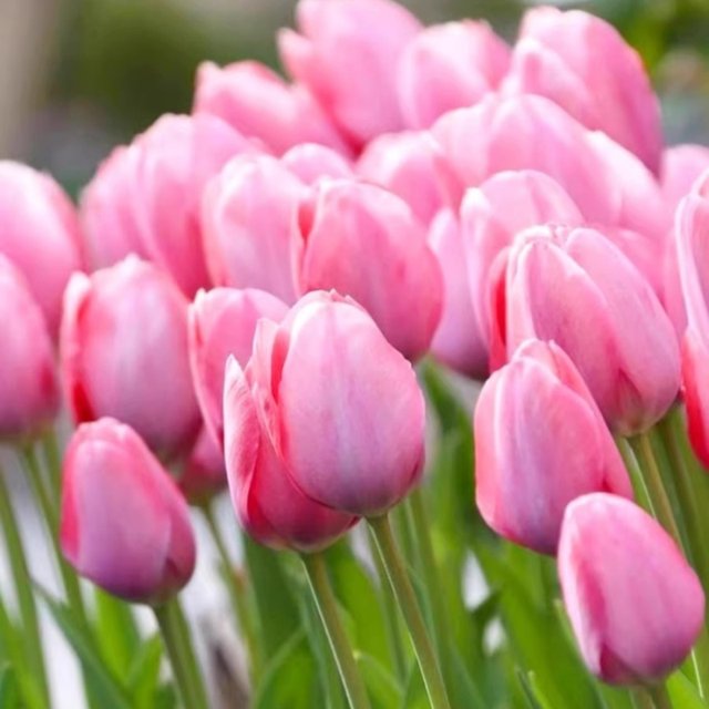 Tulip species ball Hydroponic flowers and plants indoor flowers flowing four seasons flowering seeds potted flower seedlings cultivated water cultivation