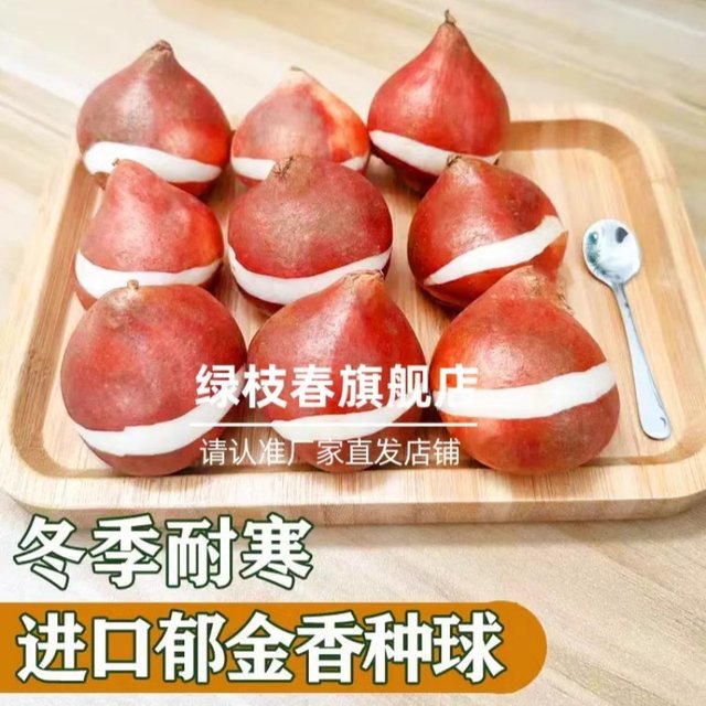 Tulip species ball Hydroponic flowers and plants indoor flowers flowing four seasons flowering seeds potted flower seedlings cultivated water cultivation