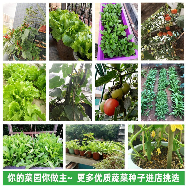 Family Vegetable Seeds Sowing Coriander Lettuce Chili Tomato Seeds Soiled in the Balcony Pot Planting Farmhouse