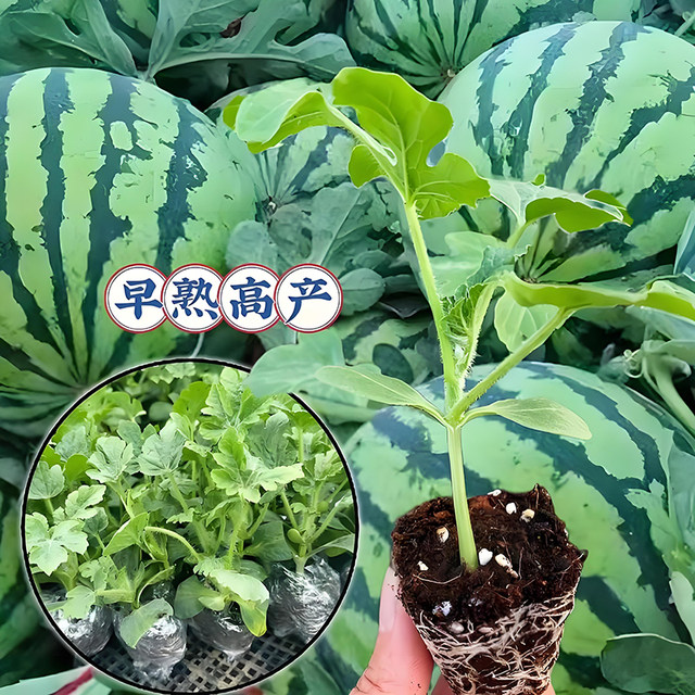 8424 watermelon seedlings potted Kirin large watermelon seeds southern grafted seedless watermelon fruit and vegetable seedlings