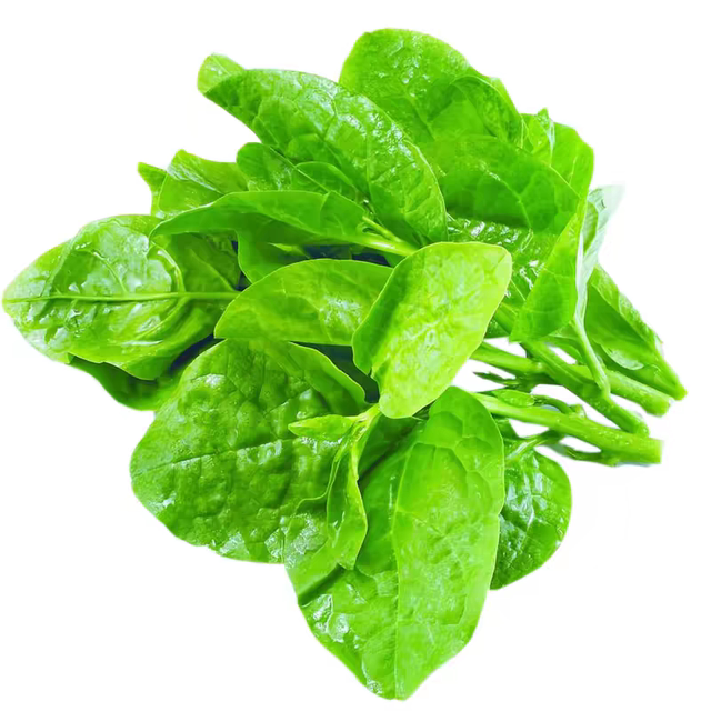 Thick big leaf fungus seeds vegetable seeds planted in all seasons summer seedlings small green vegetables balcony potted vegetable seedlings