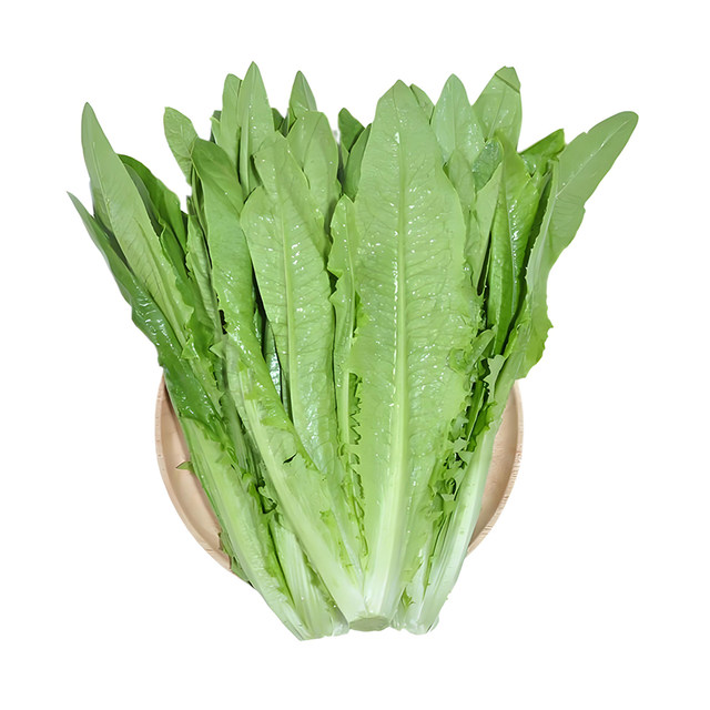 Oily wheat seeds with large leaves and heat resistance in all seasons farmhouse balcony potted plant spring oily wheat seeds