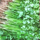 Coriander seeds, four seasons, vegetable seeds, garden planting, farmhouse small leaf coriander seeds high yield