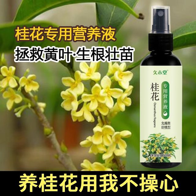 Osmanthus tree special fertilizer nutrient solution home maintenance first aid gardening yellow leaves dead leaves compound fertilizer to grow flowers and promote flowers