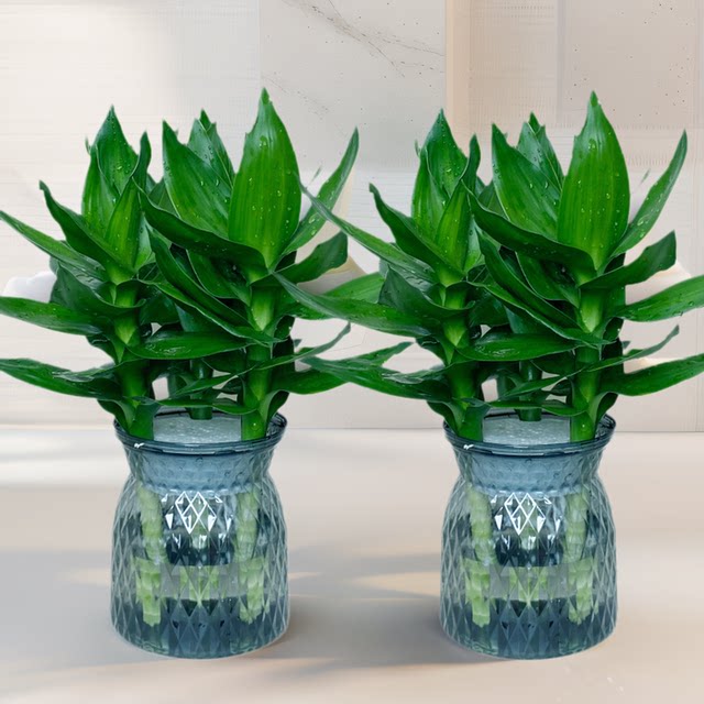 Guanyin Bamboo Fugui Bamboo Wenchang Bamboo Four Seasons Winning Water Cultivation Green Plant Indoor Bedroom Purify Air and Removal of Formaldehyde Plants