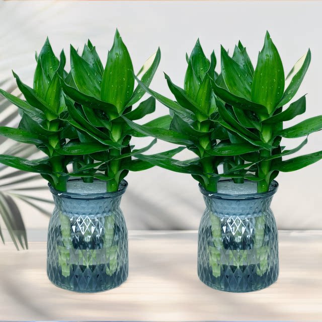 Guanyin Bamboo Fugui Bamboo Wenchang Bamboo Four Seasons Winning Water Cultivation Green Plant Indoor Bedroom Purify Air and Removal of Formaldehyde Plants