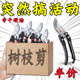 Garden scissors, pruning shears, gardening fruit tree scissors, branch shears, spring tea tree scissors, branch special pruning shears tools