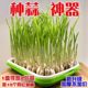 Hydroponic vegetable sprouts, bean sprouts, sprout tray, sprout tray, shelf, balcony vegetable planting tray, gardening supplies