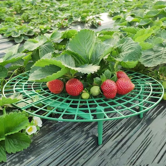 Strawberry stand tray gardening supplies family balcony planting sunflower potted seedlings anti-rot fruit support rack