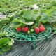 Strawberry stand tray gardening supplies family balcony planting sunflower potted seedlings anti-rot fruit support rack