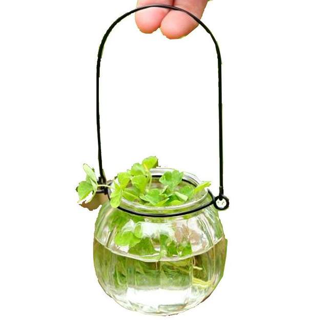 Hanging transparent glass vase small pumpkin hanging bottle simple hydroponic flower appliance indoor gardening home decoration bottle