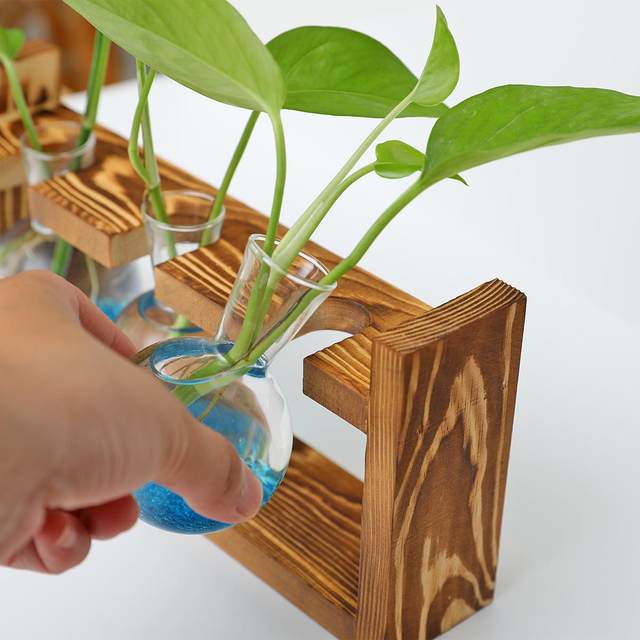 Creative wooden frame hydroculture glass vase green dill water culture plant flower device office home gardening desktop display