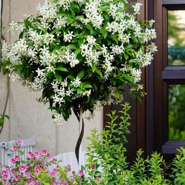 white windmill jasmine