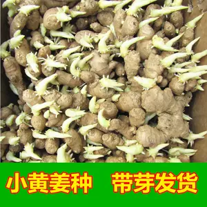 种姜苗 新人首单立减十元 22年4月 淘宝海外