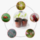 Mini Plastic Garden Cover Seedling Wholesale Gardening Tools Transparent Cover Spot Factory Insulation Seedling PET Cover