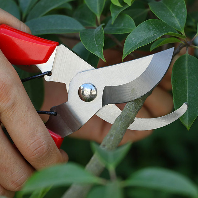 Branches pruning flower cut flower art clipping pruning flower branch shears branch branches fruit tree scissors garden cut garden cut