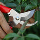 Branches pruning flower cut flower art clipping pruning flower branch shears branch branches fruit tree scissors garden cut garden cut