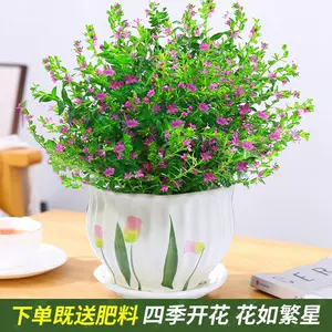 新年花卉盆栽 新人首单立减十元 22年7月 淘宝海外