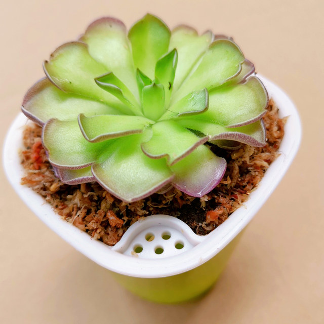 Insect Catching Succulent Plant