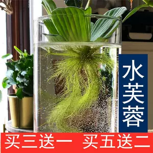 水芙蓉水草 新人首單立減十元 22年11月 淘寶海外