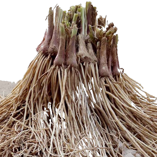 New leek root seedlings are now dug red purple roots and small thin leaves on balcony indoor bonsai plant well and easy to grow old green plants