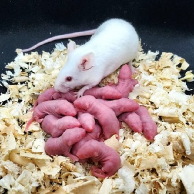 Live breeding and breeding of small white suckling rats. Pregnant ...