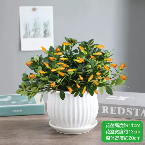 四季金鱼花 新人首单立减十元 22年2月 淘宝海外