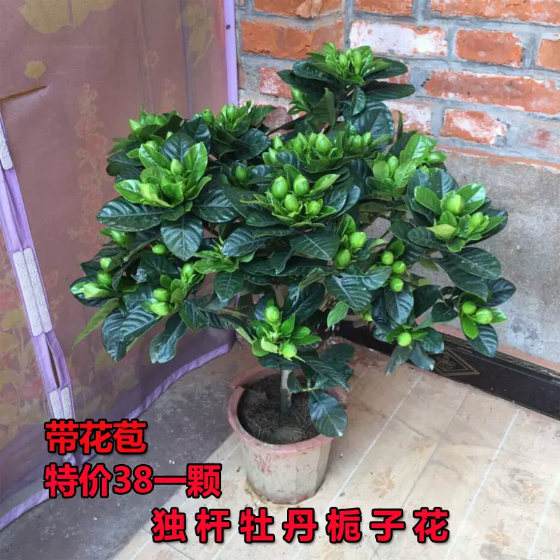 栀子花盆栽花卉植物室内带花苞阳台水培绿植浓香