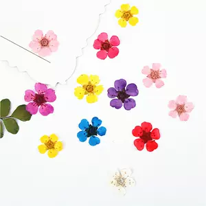 水仙花标本 新人首单立减十元 22年3月 淘宝海外 水仙花标本 新人首单立减十元 22年3月 淘宝海外