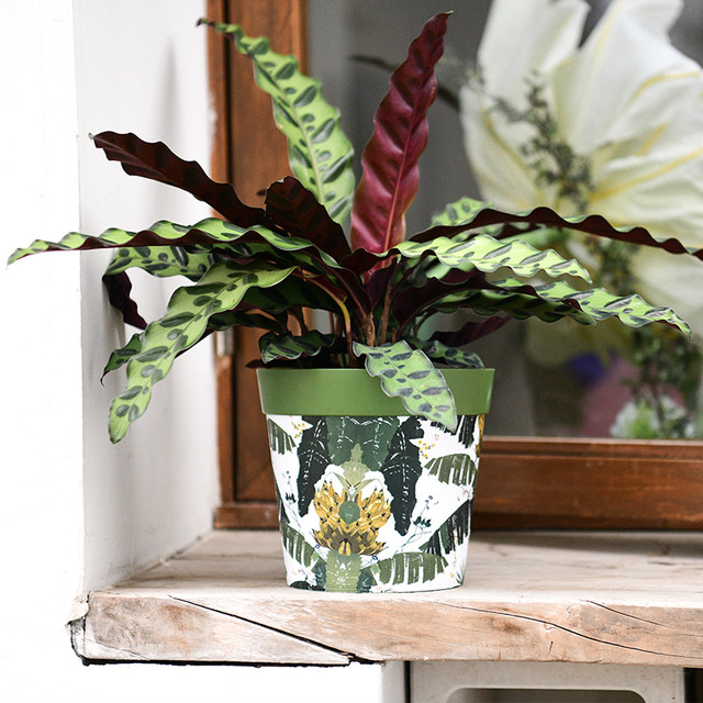 Huaxin Jungle Basin Creative Flower Pot Orchid Basin Thickening Durable Hotchyl Polying Basin Inside Home Home Decoration Beauty
