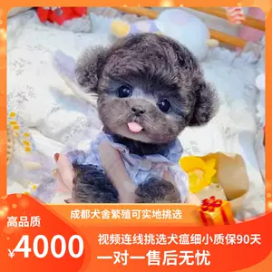 贵宾犬繁殖 新人首单立减十元 22年7月 淘宝海外