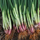 Red root chive seeds red onion chive seeds onion seeds four seasons autumn and winter potted vegetable seedlings rapeseed