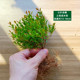 Moss micro-landscape DIY material reticulated grass single plant fresh green plant ecological tank water and land tank landscaping fern