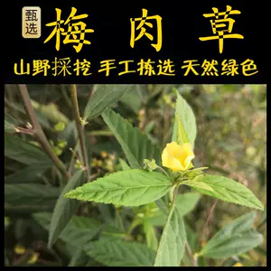 白色黄花草 新人首单立减十元 22年4月 淘宝海外 白色黄花草 新人首单立减十元 22年4月 淘宝海外