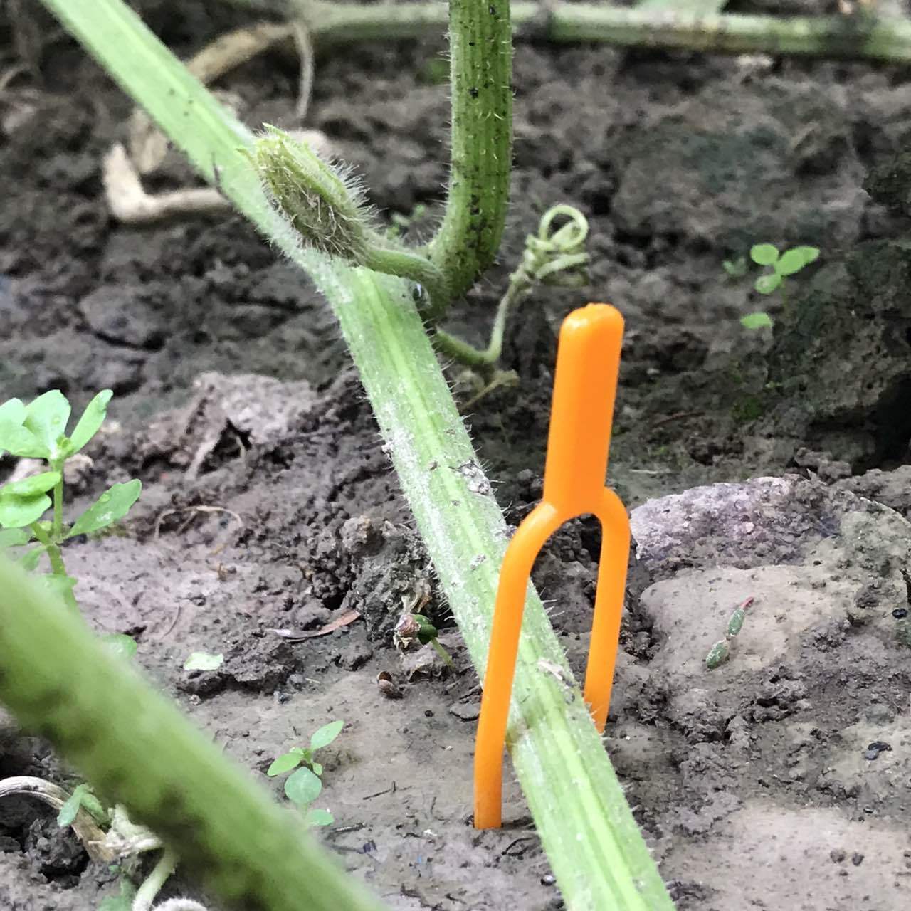 共256 件压蔓器相关商品