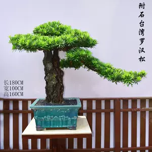 室内植物罗汉松 新人首单立减十元 22年10月 淘宝海外