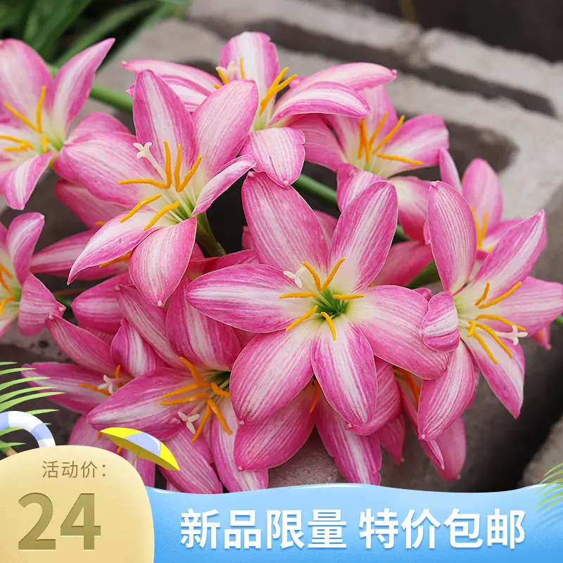 印尼風雨蘭多洛庫蔥蘭胖麗麗種球根植物 耐熱 可