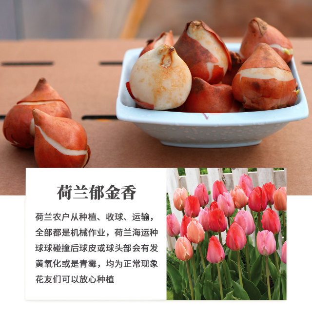 Liyou 10 tulip bulbs, natural bulb flowers, autumn, winter, spring, cold-resistant potted plants, four-season soil hydroponic seeds