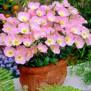 美花坛 新人首单立减十元 22年8月 淘宝海外