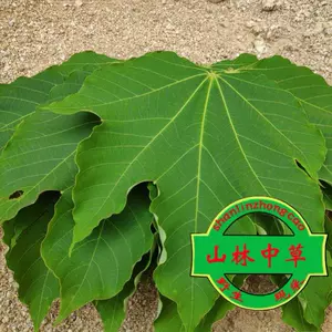 油桐树 新人首单立减十元 22年5月 淘宝海外