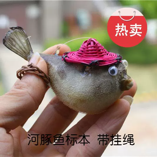 热卖河豚鱼气鼓鱼刺豚标本装饰带竹编帽海洋生物鱼皮