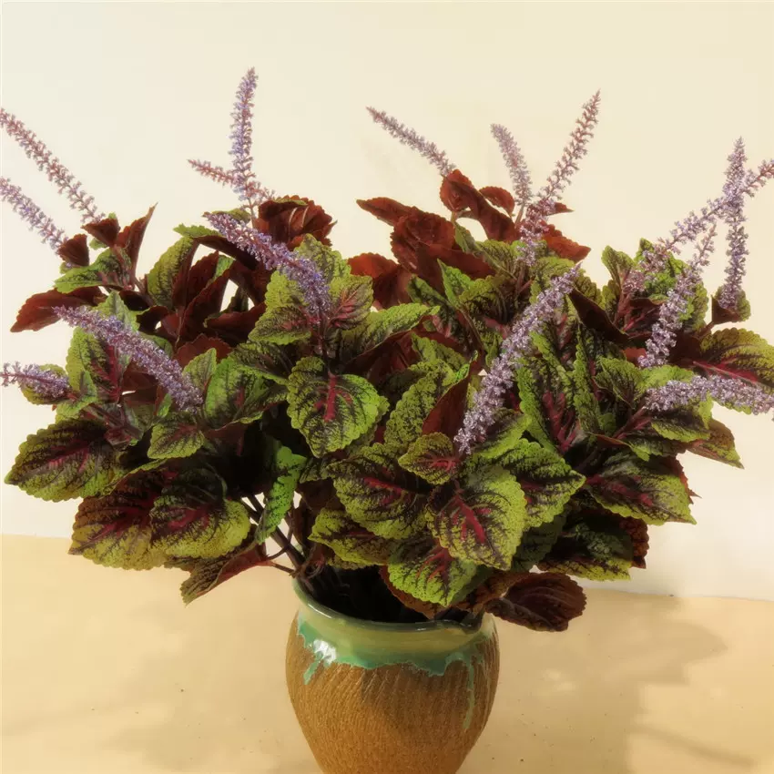 綠色紫蘇葉 新人首單立減十元 21年10月 淘寶海外 綠色紫蘇葉 新人首單立減十元 21年10月 淘寶海外