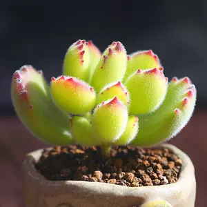 熊童子花 新人首单立减十元 22年10月 淘宝海外