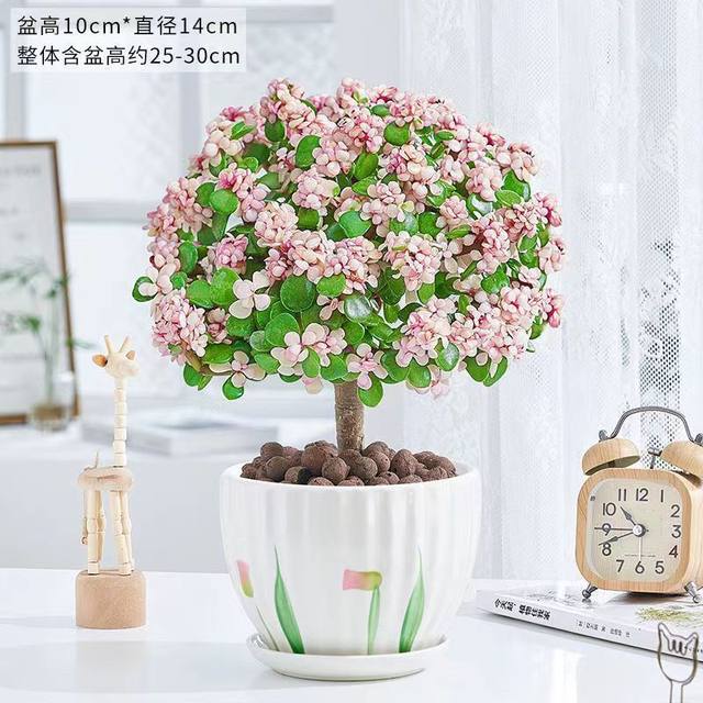 Golden branches, jade leaves, old pile potted succulents, wholesale indoor flowers, drought-resistant, easy to grow for lazy people, lollipop shape