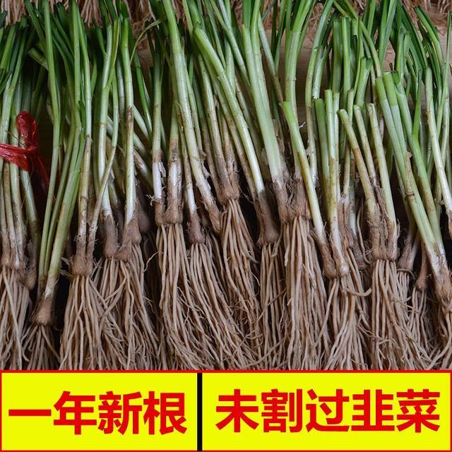Leek root seedlings are now dug, small, large, broad-leaf, purple-rooted chive seeds, red four-season soil old varieties, balcony, Shouguang, Shandong