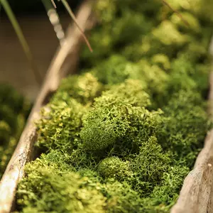 水苔花盆 新人首单立减十元 22年7月 淘宝海外