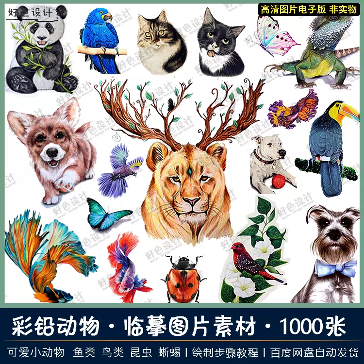 彩色鉛筆動物插畫教程步驟卡通貓咪狗昆蟲魚鳥色鉛筆手繪電子版