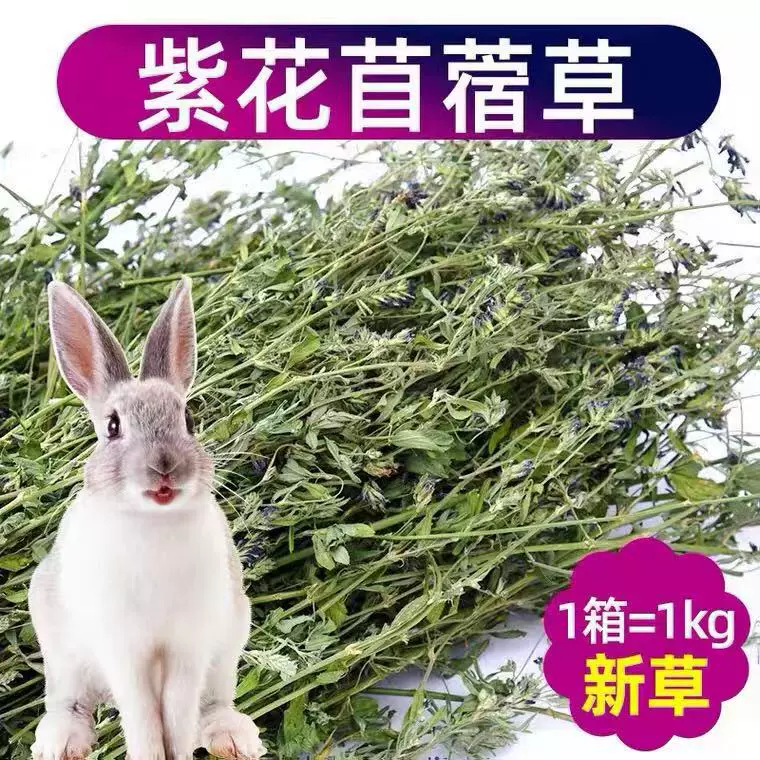 22年优质紫花苜蓿草零食干草兔子豚鼠龙猫宠物兔荷兰猪