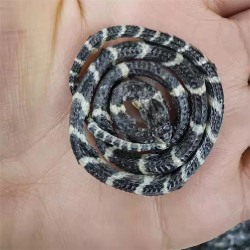 白花蛇干 新人首单立减十元 21年11月 淘宝海外